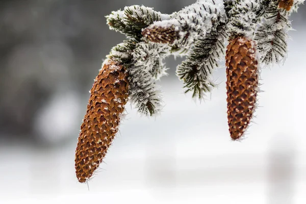 Nahaufnahme Von Kiefernzapfen Winter Mit Weißem Schnee Und Frost — Stockfoto