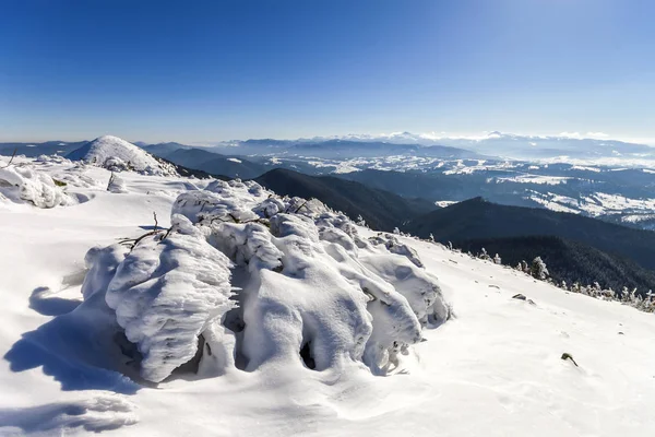 Kar Kış Dağlar Bükülmüş Küçük Çam Ağacında Kaplı Kutup Manzara — Stok fotoğraf