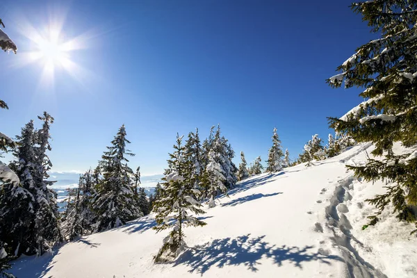 Snow Covered Pine Trees Carpathian Mountains Winter Sunny Day — Stock Photo, Image