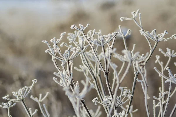 Frozen plants in early morning close up in winter.