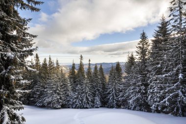 Noel Kış manzarası. Güzel uzun köknar ağaçları kar ve buz dağ yamacında parlak güneş ışınları tarafından mavi gökyüzü kopya alan arka plan üzerinde yaktı kaplı. Happy New Year ve neşeli Noel kartı.