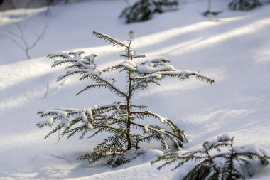Güzel inanılmaz Noel Kış dağ manzarası. Küçük genç yeşil çam ağaçları kar ve buz ile soğuk güneşli günde açık beyaz kar ve bulanık ağaç gövdeleri kopya alan arka plan kapsamında.