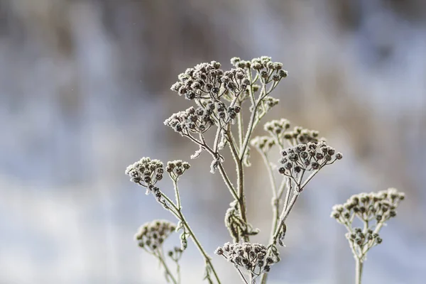Gefrorene Pflanzen Den Frühen Morgenstunden Schließen Winter — Stockfoto