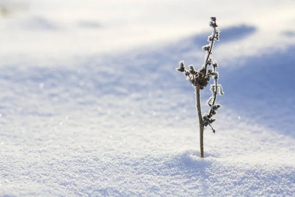 Schöne Abstrakte Kontrastbild Von Trockenen Wildblumenpflanze Mit Frost Allein Stehend — Stockfoto