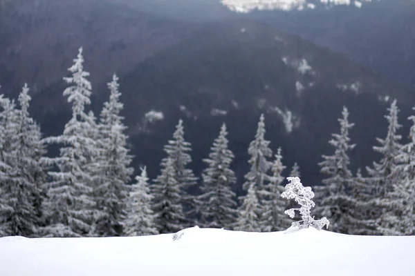 Beautiful amazing mountain winter landscape. Small young tree in deep snow bent by wind covered with frost on cold frosty sunny day on dark blurred copy space background of fir trees forest.