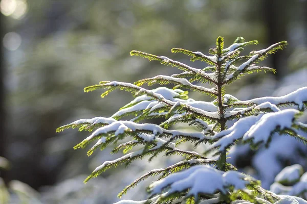 素晴らしいクリスマス冬の山景色が美しい 小さな若い緑のモミの木は クリア ホワイト雪とぼやけツリー トランク コピー スペース背景に雪や霜で寒い晴れた日に覆われています — ストック写真