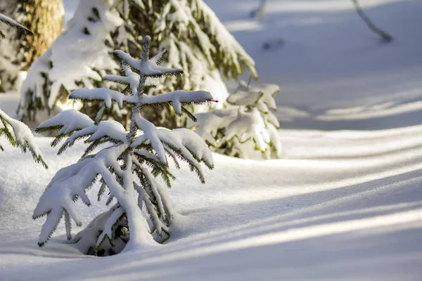 Piękny Niesamowite Christmas Zima Góry Krajobraz Małe Młode Zielone Jodły — Zdjęcie stockowe