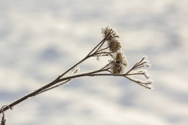 Nahaufnahme Getrockneter Schwarzer Distelkrautpflanze Bedeckt Mit Schnee Und Frost Auf — Stockfoto