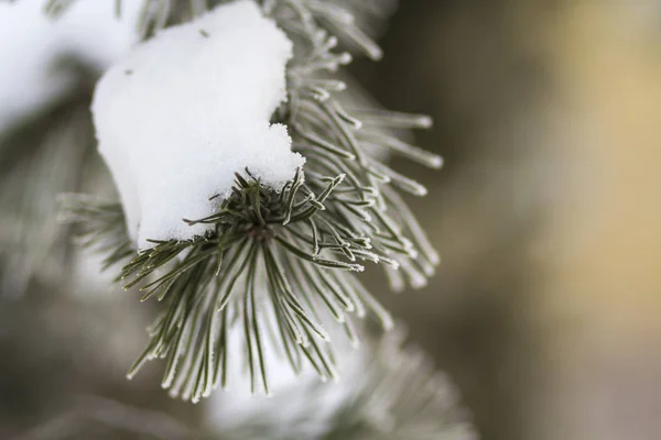 深い新鮮なきれいな雪で覆われた緑の針でモミの木の枝のクローズ アップ ショット ブルー屋外領域の背景のコピーが不鮮明 メリー クリスマスと幸せな新年の挨拶はがき — ストック写真