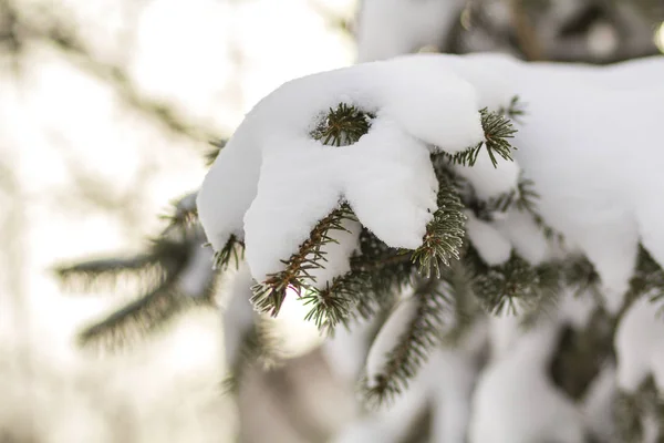 深い新鮮なきれいな雪で覆われた緑の針でモミの木の枝のクローズ アップ ショット ブルー屋外領域の背景のコピーが不鮮明 メリー クリスマスと幸せな新年の挨拶はがき — ストック写真