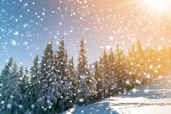 Prachtige Winterlandschap Dennenbomen Met Sneeuw Vorst Berghelling Verlicht Door Felle — Stockfoto