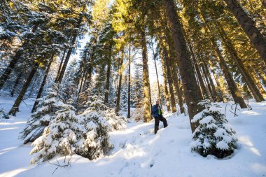 Adam turist hiker karda kış çam ormanı kaplı