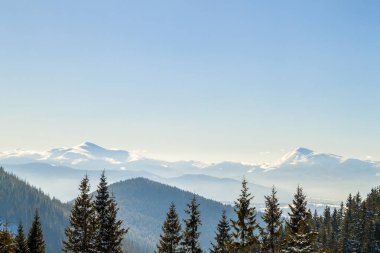 Güzel kış panorama. Ladin Çam ağaçları, mavi gökyüzü güneş ile hafif ve yüksek Karpat Dağları üzerinde arka plan manzara.