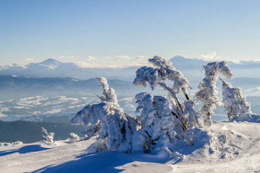 Kar kış dağlar bükülmüş küçük çam ağacında kaplı. Kutup manzara. Renkli açık sahne, tarzı yazı fotoğraf işleme.