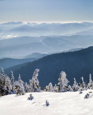Bükülmüş küçük çam ağaçları kış dağlarda kar kaplı. Kutup manzara. Renkli açık sahne, mutlu yeni yıl kutlama kavramı. Tarzı yazı işlenmiş fotoğraf.