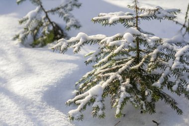 Güzel inanılmaz Noel Kış dağ manzarası. Küçük genç yeşil çam ağaçları kar ve buz ile soğuk güneşli günde açık beyaz kar ve bulanık ağaç gövdeleri kopya alan arka plan kapsamında.
