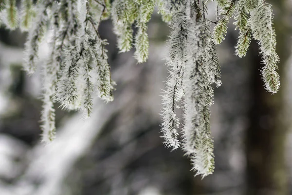 Nahaufnahme Von Kiefern Die Winter Mit Schnee Bedeckt Sind — Stockfoto