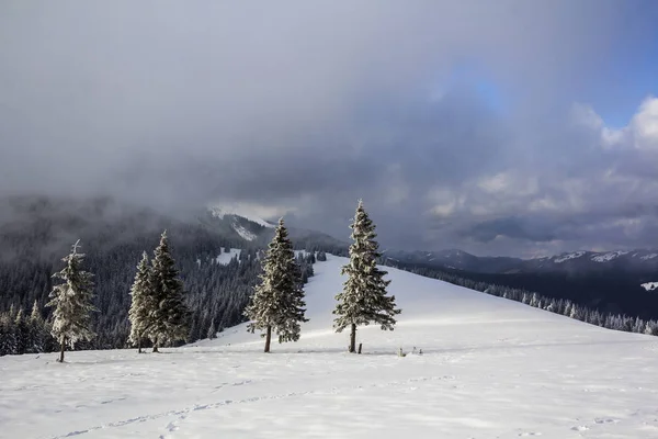 Зимовий Гірський Пейзаж Засніженими Сосновими Деревами Низькими Хмарами — стокове фото