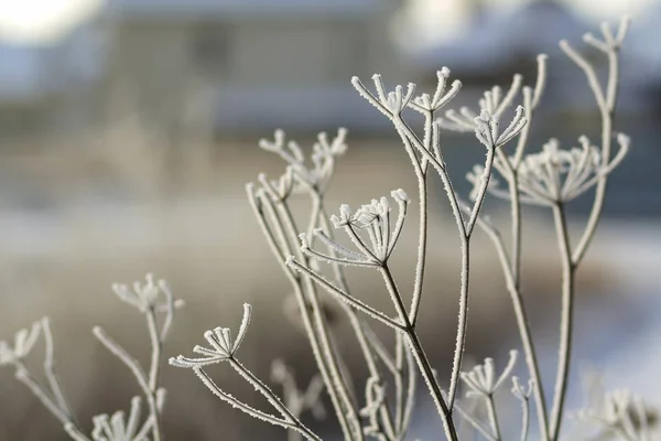 Gefrorene Pflanzen Den Frühen Morgenstunden Schließen Winter — Stockfoto