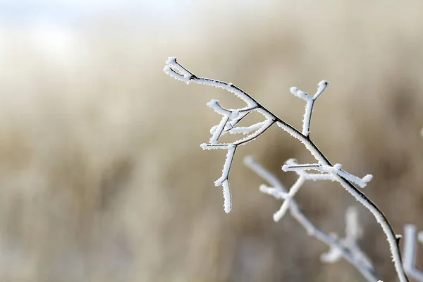 冬になると早朝に凍結した植物は — ストック写真