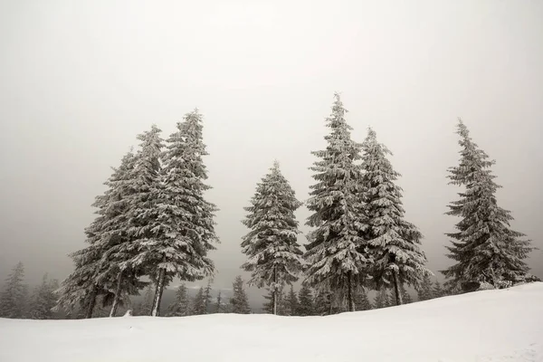 Black and white winter mountain landscape wide angle view. Row of dark fir-trees covered with frost in deep clear snow on copy space background of gray white sky and blurred black forest on horizon.