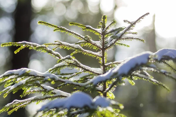 Beau Paysage Montagne Hiver Noël Incroyable Petits Sapins Verts Couverts — Photo