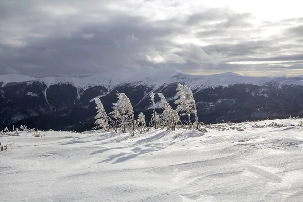 Wunderschöne Winterlandschaft Kleine Junge Bäume Mit Schnee Und Frost Bedeckt — Stockfoto