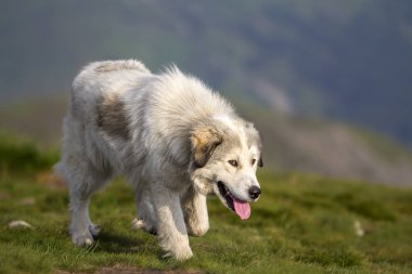 Büyük beyaz tüylü zeki çoban köpeği yalnız kopya alan arka plan koyu mavi önsezim akşam gökyüzü güneşli yaz gününde üzerinde dik yeşil çimenli kayalık dağ çayır üzerinde yürüme büyüdü.