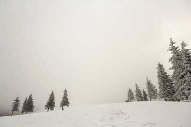 Siyah ve beyaz kış dağ yeni yıl Noel manzara. Frost kopya alan arka plan beyaz gökyüzü üzerinde derin net kar ve bulanık Kara Orman ufukta satır karanlık köknar ağaçlarının kaplı.