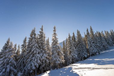 Noel Kış manzarası. Güzel uzun köknar ağaçları kar ve buz dağ yamacında parlak güneş ışınları tarafından mavi gökyüzü kopya alan arka plan üzerinde yaktı kaplı. Happy New Year ve neşeli Noel kartı.