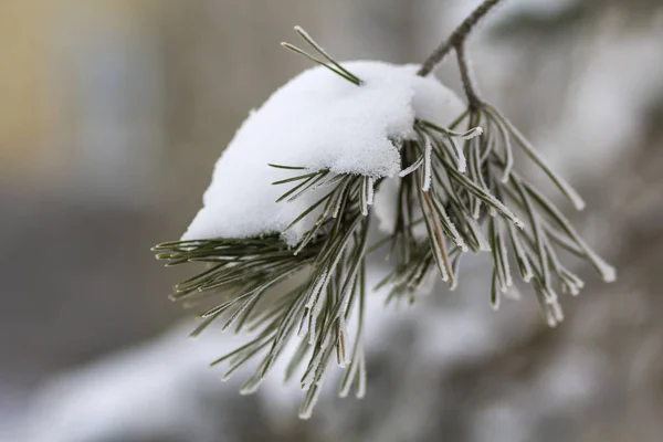 深い新鮮なきれいな雪で覆われた緑の針でモミの木の枝のクローズ アップ ショット ブルー屋外領域の背景のコピーが不鮮明 メリー クリスマスと幸せな新年の挨拶はがき — ストック写真