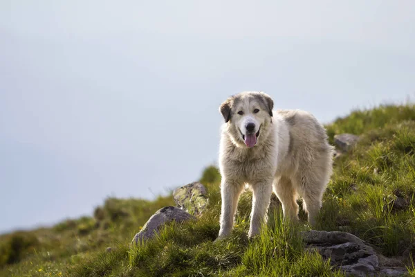 大白毛茸茸长大聪明牧羊犬独自站在陡峭的绿色草岩山坡上阳光明媚的夏日 在明亮的蓝色晴朗的天空的复制空间背景 — 图库照片