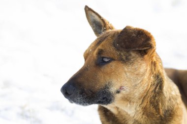 Sarı bir köpek pet açık havada beyaz karda Close-Up