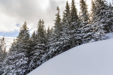 Güzel kış masal dağ manzarası. Frost'un dik yamaç üzerinde kristal beyaz parlak mavi gökyüzü ile kabarık beyaz bulutlar arka plan net kar ile kaplı uzun koyu yeşil çam ağaçları.