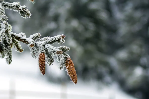 白い雪と霜で覆われた冬の松ぼっくりツリーのクローズ アップ — ストック写真