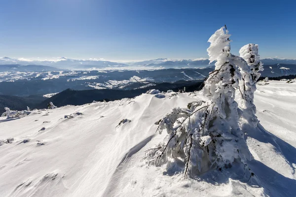 Pino Curvato Ricoperto Neve Nelle Montagne Invernali Paesaggio Artico Scena — Foto Stock