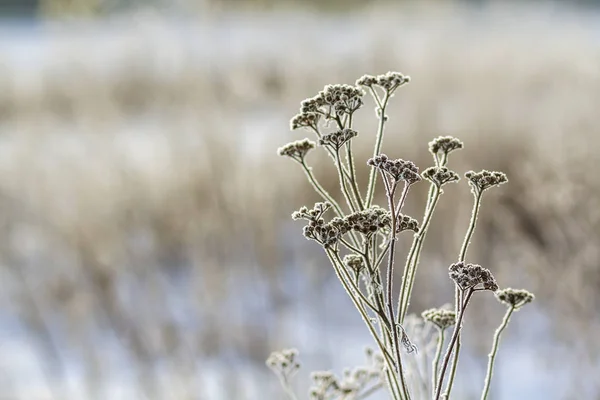 Plantas Congeladas Madrugada Primer Plano Invierno — Foto de Stock