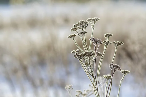 Gefrorene Pflanzen Den Frühen Morgenstunden Schließen Winter — Stockfoto