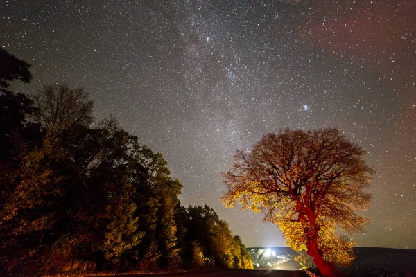 Grands Arbres Dorés Rouges Long Une Route Vide Étendant Horizon — Photo