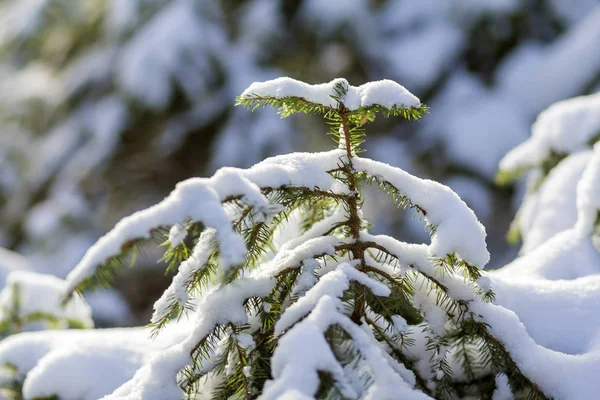 Giovane Verde Illuminato Luminoso Sole Abete Rami Ricoperti Neve Fresca — Foto Stock