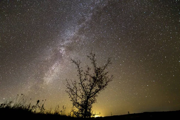 Beau Panorama Paysage Rural Nuit Silhouette Contrastée Sombre Arbre Solitaire — Photo