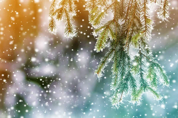 Close Van Naaldboom Bedekt Met Sneeuw Vorst Winter — Stockfoto