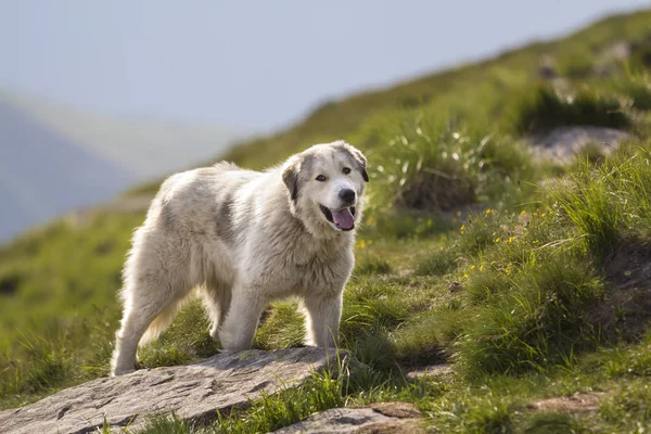 大白毛茸茸长大聪明牧羊犬独自站在陡峭的绿色草岩山坡上阳光明媚的夏日 在明亮的蓝色晴朗的天空的复制空间背景 — 图库照片