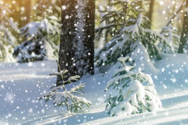 Güzel inanılmaz Noel Kış dağ manzarası. Küçük genç yeşil çam ağaçları kar ve buz ile soğuk güneşli günde açık beyaz kar ve bulanık ağaç gövdeleri kopya alan arka plan kapsamında.