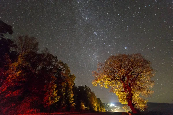 Grands Arbres Dorés Rouges Long Une Route Vide Étendant Horizon — Photo