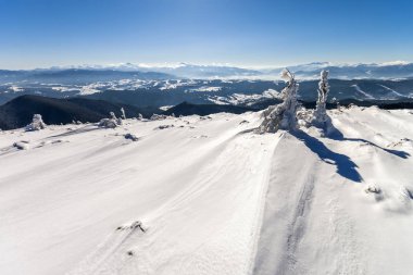 Kar kış dağlar bükülmüş küçük çam ağacında kaplı. Kutup manzara. Renkli açık sahne, tarzı yazı fotoğraf işleme.