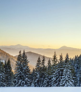 Güzel kış panorama. Ladin Çam ağaçları, mavi gökyüzü güneş ile hafif ve yüksek Karpat Dağları üzerinde arka plan manzara.