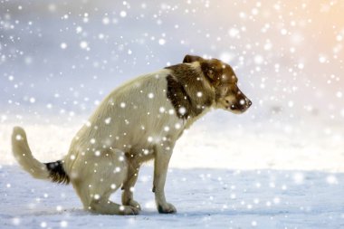 Köpek kışın karda bir tuvalete gider
