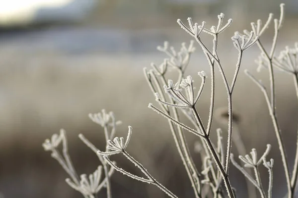 Gefrorene Pflanzen Den Frühen Morgenstunden Schließen Winter — Stockfoto