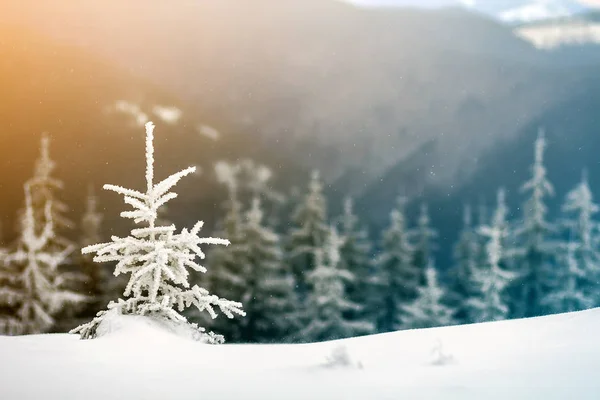 Zimní Krajina Pod Sněhem Zahrnuty Malé Borovice — Stock fotografie